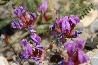 27 Purple Flowers Close Up At Kerqin Camp In The Shaksgam Valley On Trek To K2 North Face In China